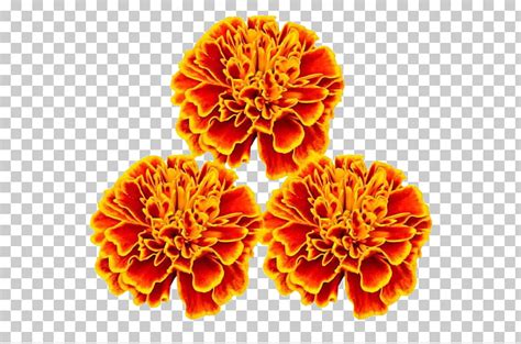 marigold flowers clipart 10 free Cliparts | Download images on ...