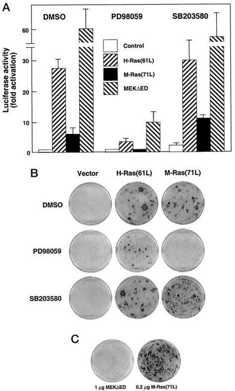 Ha Ras M Ras And Mek Induce Elk Activation A Nih T Cells Were