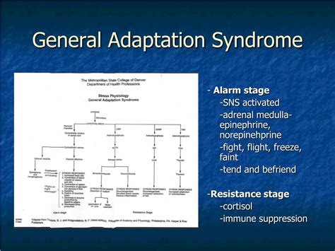 Ppt Stress And The Bodys Response Powerpoint Presentation Free