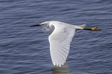 Snowy Egret Egretta Thula In Flight At One Time The Bea Flickr