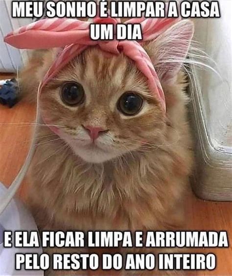 30 Memes Engraçados De Gatos Com S Que Vão Tirar O Estresse