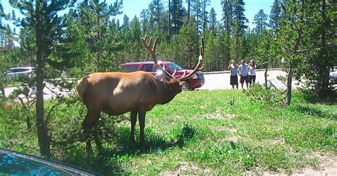 Giant Elk Gives 0 Fucks Imgur