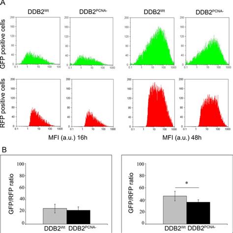 The Loss Of Ddb2 Pcna Interaction Determines Defects In Ner Pathway