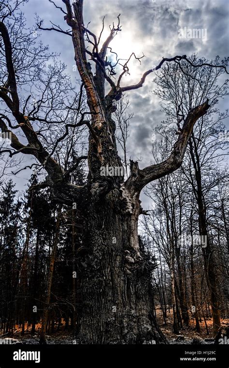 1000 Year Old Oak Tree Hi Res Stock Photography And Images Alamy