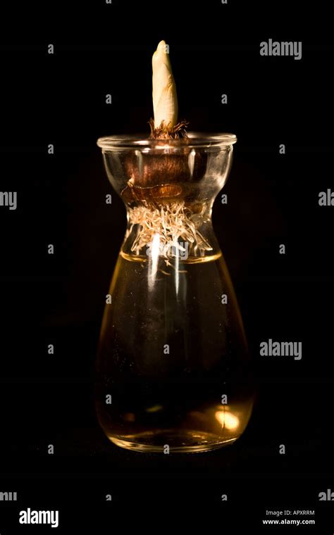 Sprouting Tulip Bulb In Water Against A Black Background Stock Photo