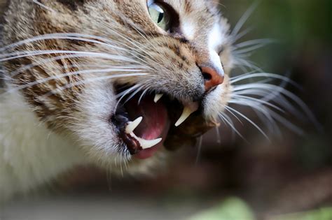 Cat Teeth Domestic Free Photo On Pixabay
