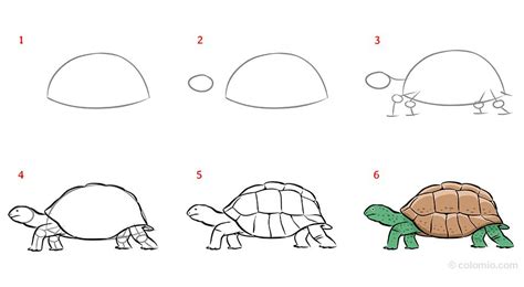 How To Draw A Turtle Step By Step