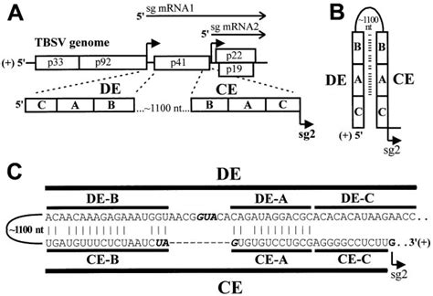 Schematic Representation Of The Tbsv Genome And Regulatory De And Ce