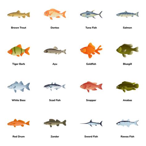 800+ Snapper Fish Stock Illustrations, Royalty-Free Vector Graphics ...
