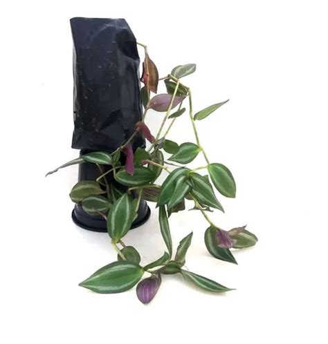 Muda De Lambari Roxo Tradescantia Zebrina 3 Unidades Parcelamento