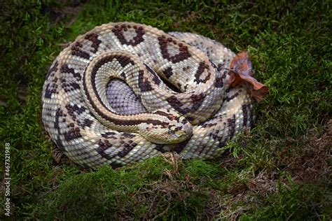 Tzabcan Rattlesnake Crotalus Tzabcan Yucatán Neotropical Rattlesnake