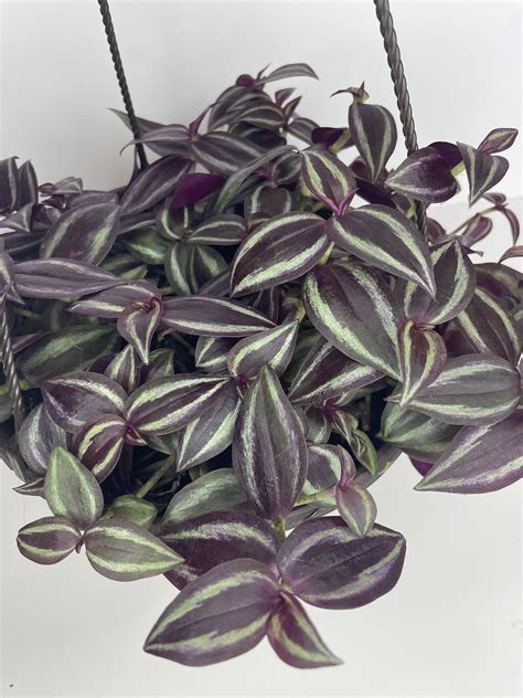 True Burgundy Tradescantia Tradescantia Zebrina Etsy