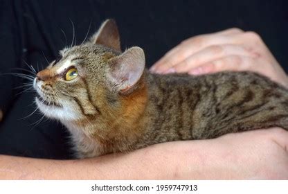 Cute Little Tabby Cat Expressive Eyes Stock Photo 1959747913 | Shutterstock