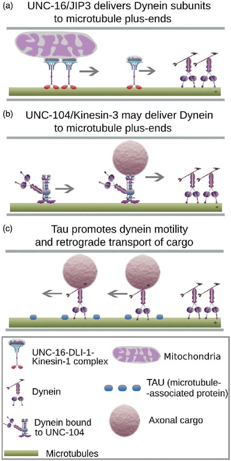 Mechanisms Regulating Retrograde Axonal Transport A Components Of The