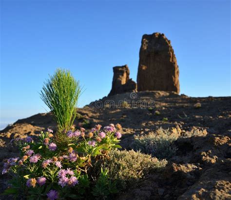 Wild Plant And Small Pine Roque Nublo Gran Canaria Stock Image