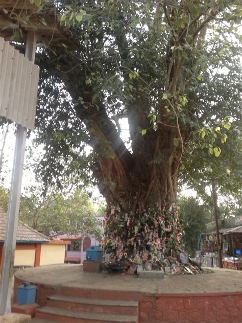 Kerala Mythology: Legend of Chottanikkara Devi Temple