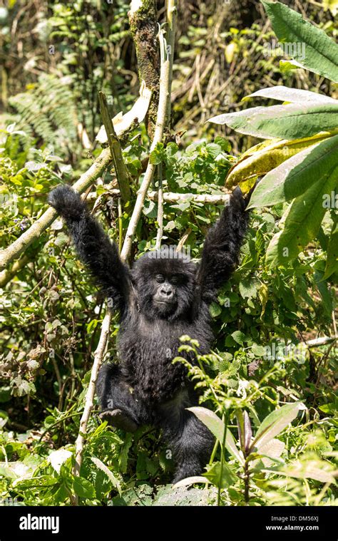 Baby Mountain Gorilla Beringei Beringei Volcanoes National Park Rwanda