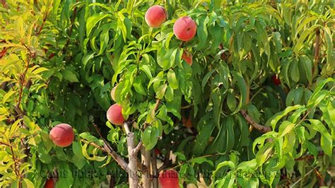 Albero del pesco comè fatta la pianta Euro Plants Vivai