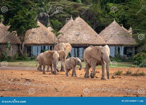 African Bush Elephants Walk Past Safari Lodge Stock Image Image Of