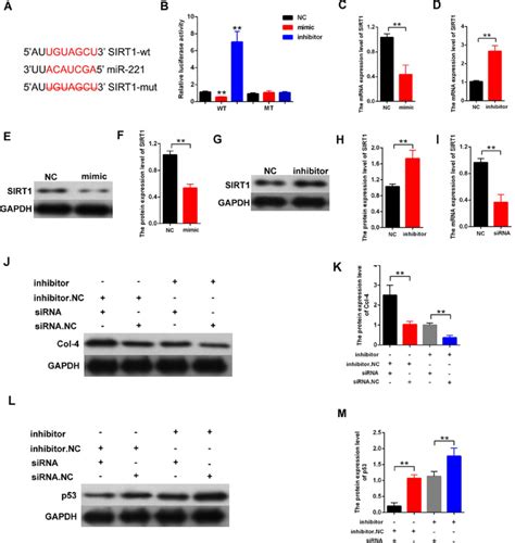 Mir Inhibited Proliferation And Fibrosis Related Proteins By