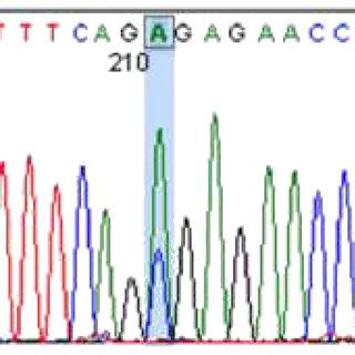 Dna Sequencing Chromatogram Of The Heterozygote Rs Polymorphism