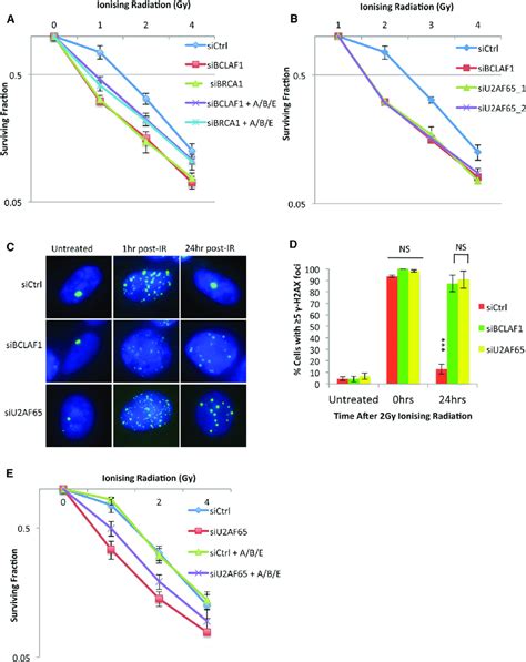 Brca Bclaf Mediated Mrna Splicing Of Atrip Bach And Exo Promotes