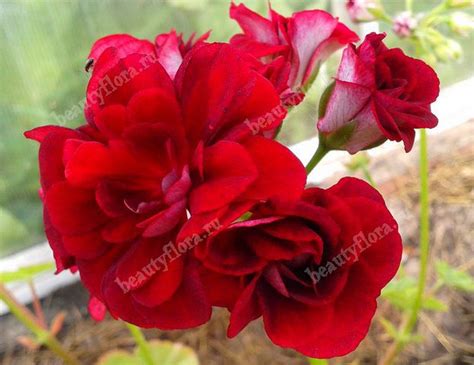 Пеларгония Le Pirate, интернет магазин BeautyFlora Vp89lp - Пеларгония ...