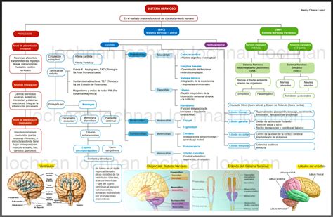 Fisiología del sistema nervioso Sistema nervioso