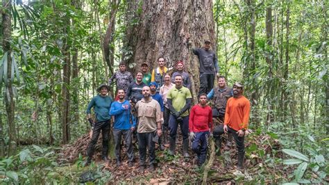 Rvore Gigante Do Tamanho De Pr Dio De Andares A Maior Da Amaz Nia