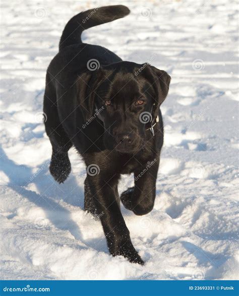 Perrito Negro Del Perro Perdiguero De Labrador Imagen De Archivo