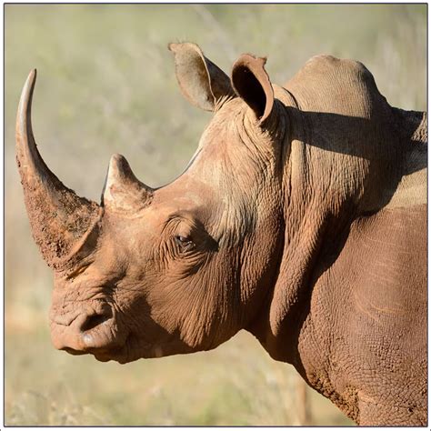 Rhinoceros Horn ఖడ్గ మృగాల కొమ్ములకు లక్షల్లో ధర వాటి ప్రత్యేకత