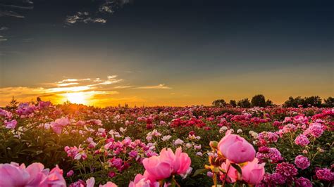 Pink petaled flower, landscape, field, flowers, nature HD wallpaper ...