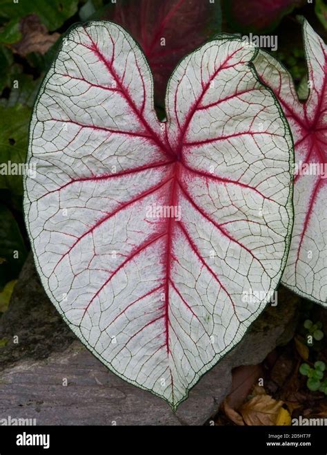 Large green, white, and purple heart shaped leaf Stock Photo - Alamy