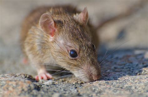 Cara Menghilangkan Bau Bangkai Tikus Dengan Mudah Lamudi