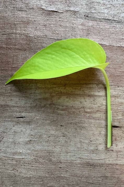 How to Propagate Houseplants from Stem and Leaf Cuttings