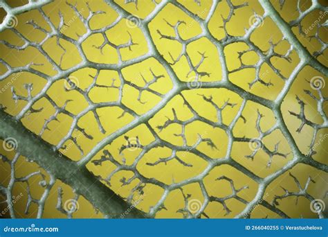 Veins from Plant Leaf Under Microscope Stock Image - Image of leaf, biotechnology: 266040255