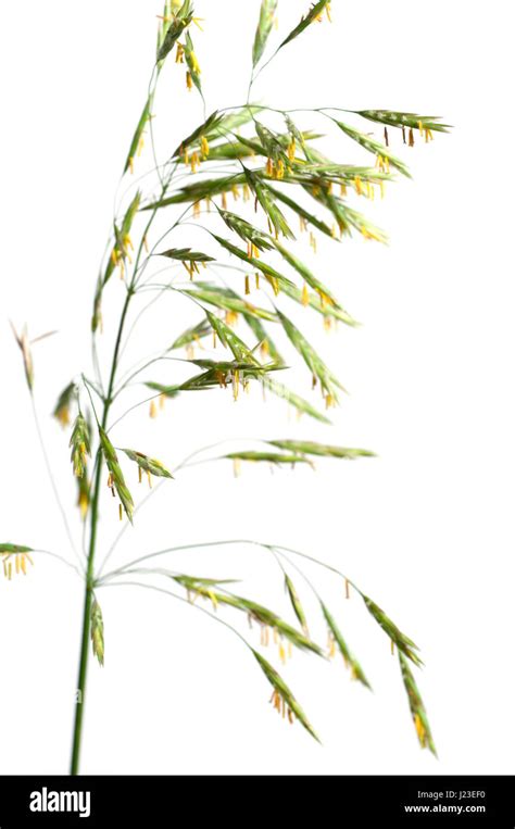 Awnless brome (Bromopsis inermis) over white background Stock Photo - Alamy