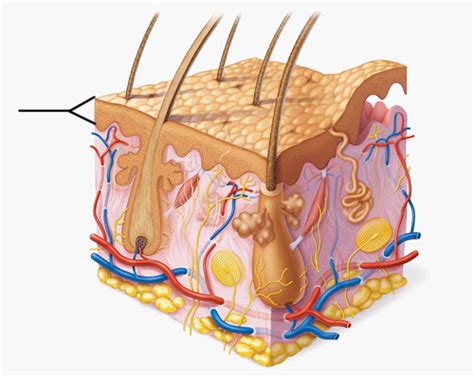 Chapter 5 Skin A And P Flashcards Quizlet