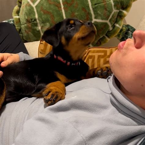 Video A Roo Rottweiler Puppy Gets In Her First Tiny Howls With Help