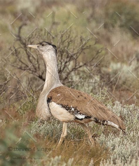 Eyre Bird Observatory Condor Wildlife Photography