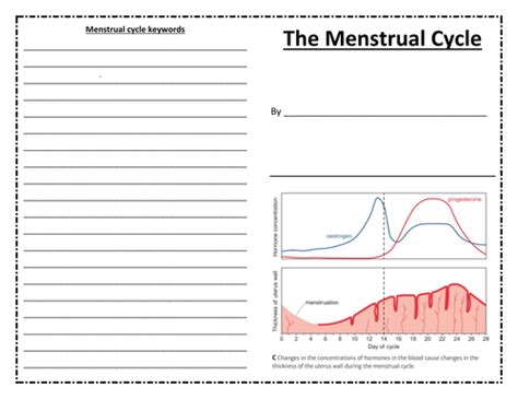 Hormones And The Menstrual Cycle Activities For Edexcel Combined