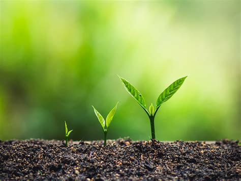 Chbagro Preparo E Manejo Do Solo No Cultivo Do Caf O Que Devo Saber