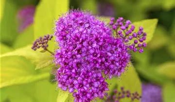 Spiraea Japonica Golden Princess Gelbe Zwerg Spiere Im Pflanzenshop