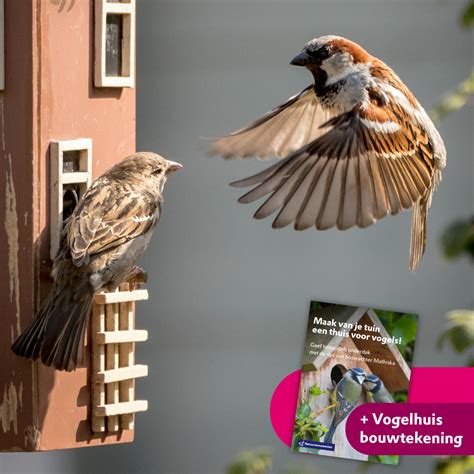 Maak Van Je Tuin Een Thuis Voor Vogels Bol An