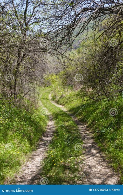 Country Dirt Road Running Along Trees In Spring Stock Image Image Of