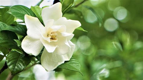 The Best Spot In Your Garden To Plant Gardenia