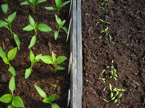 Basics Transplanting Southern Exposure Seed Exchange