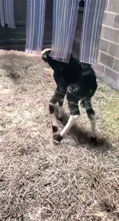 Okapi Calf First Steps Cincinnati Zoo Shorts Youtube