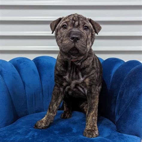 Scarlett Medium Female Shar Pei X Staffy Mix Dog In Nsw Petrescue