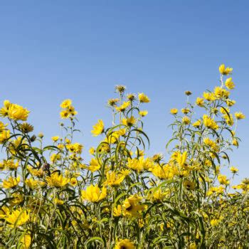 Giant or Tall Sunflower - Riverside Native Perennials